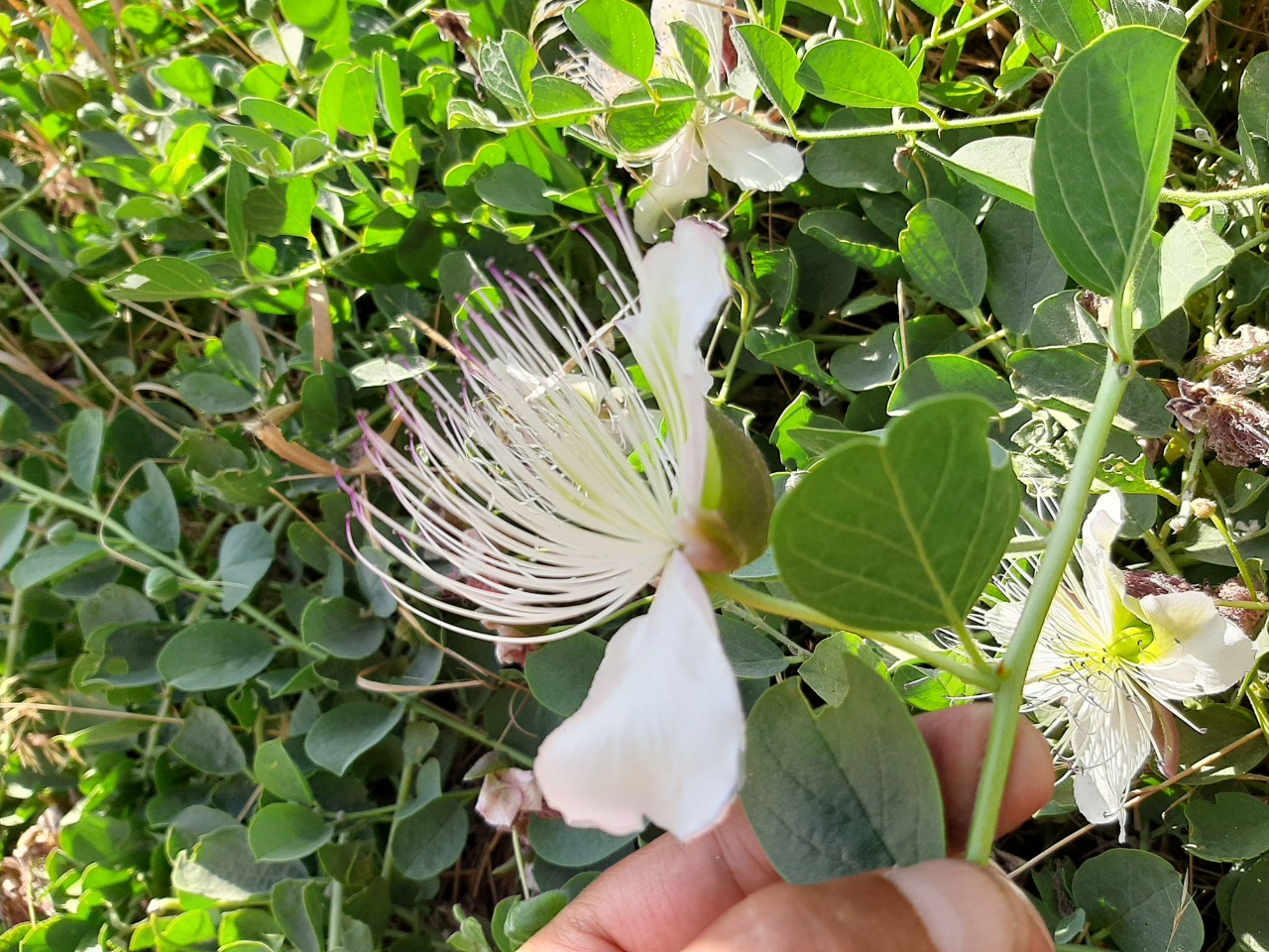 Capparis spinosa var. herbacea