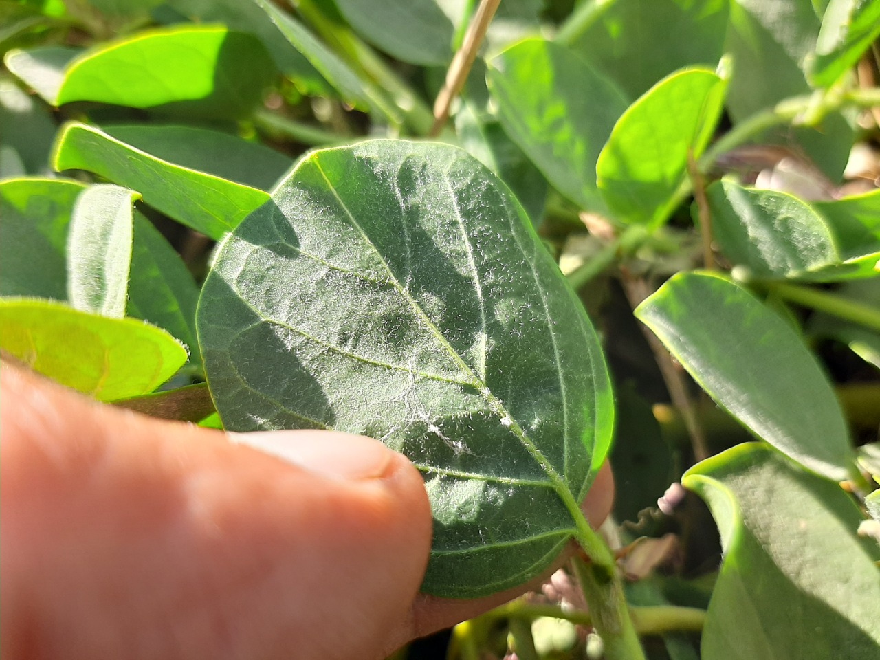 Capparis spinosa var. herbacea