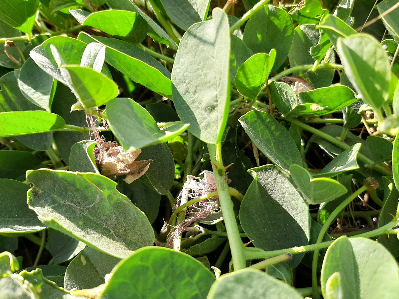 Capparis spinosa var. herbacea