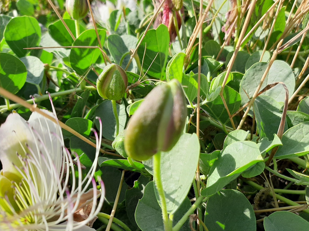 Capparis spinosa var. herbacea