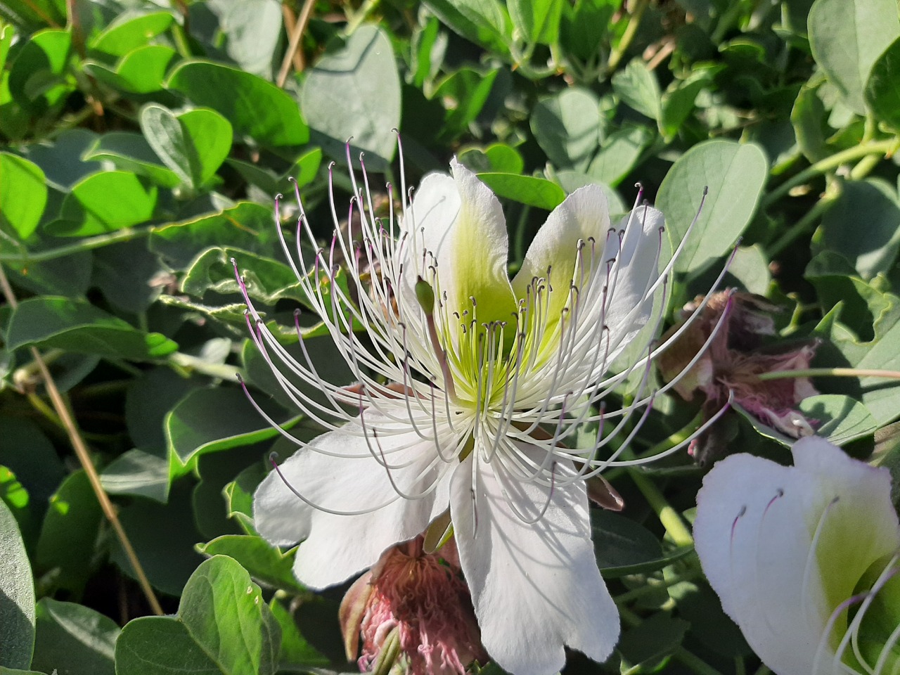 Capparis spinosa var. herbacea