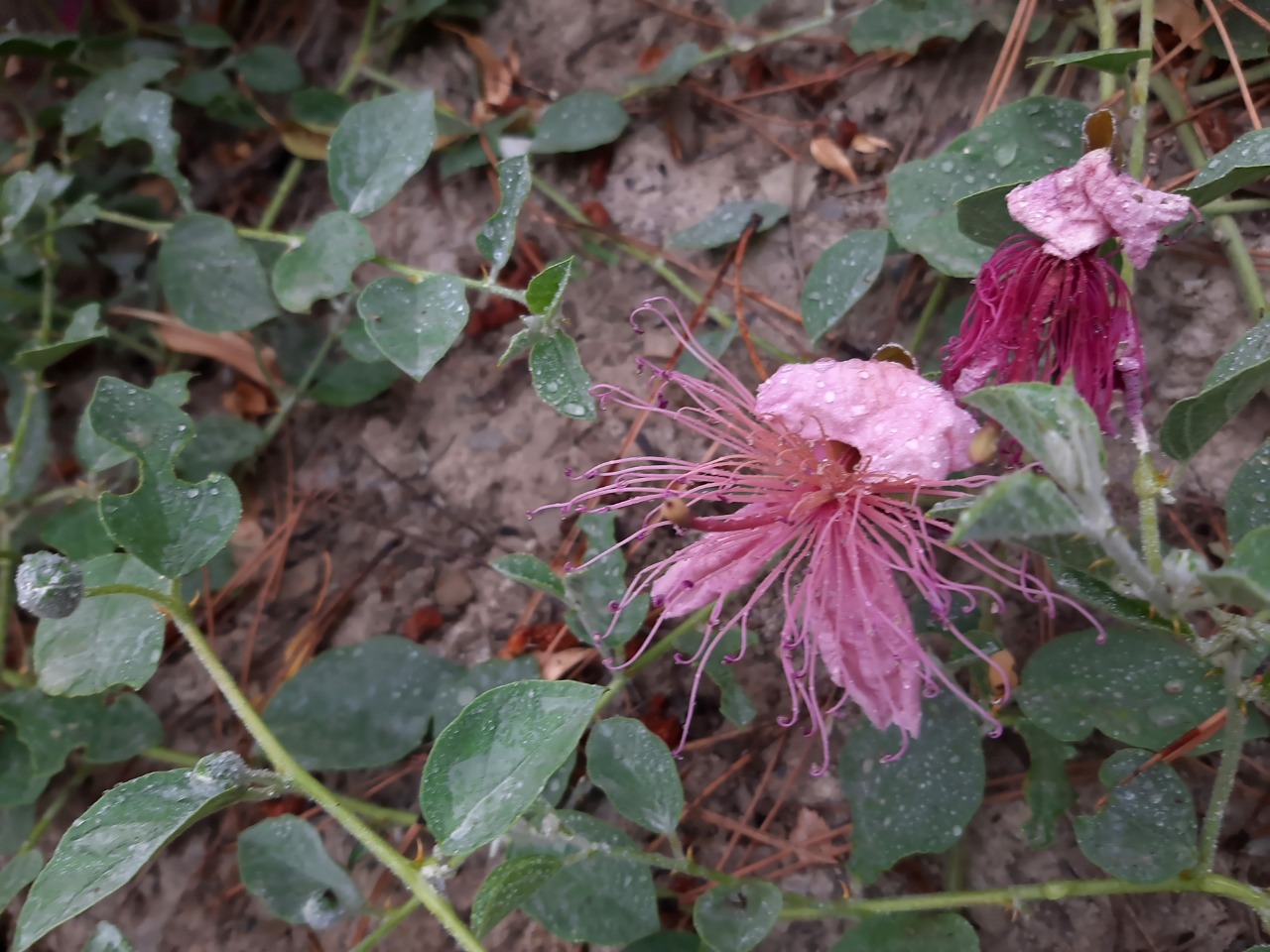 Capparis sicula