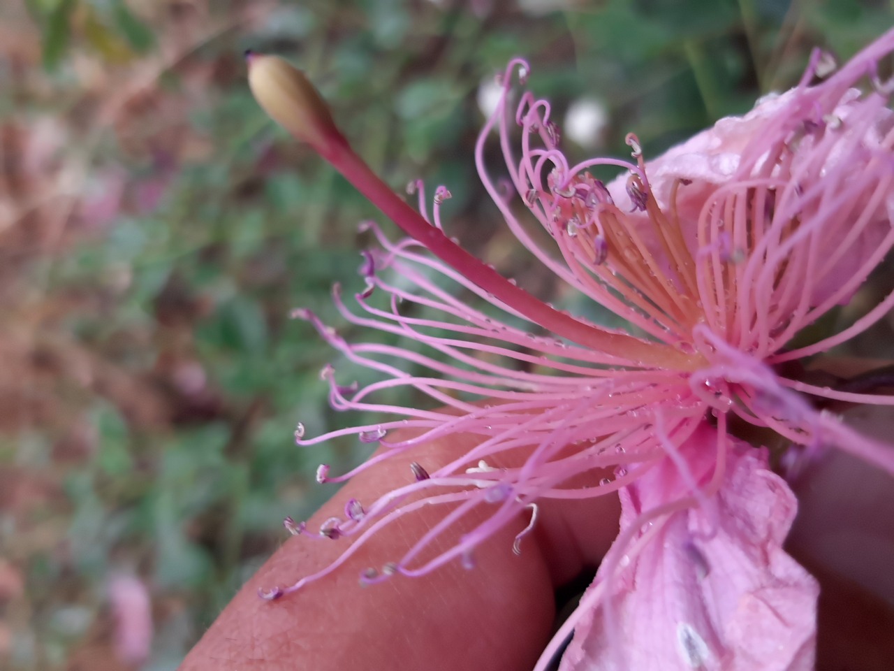 Capparis sicula