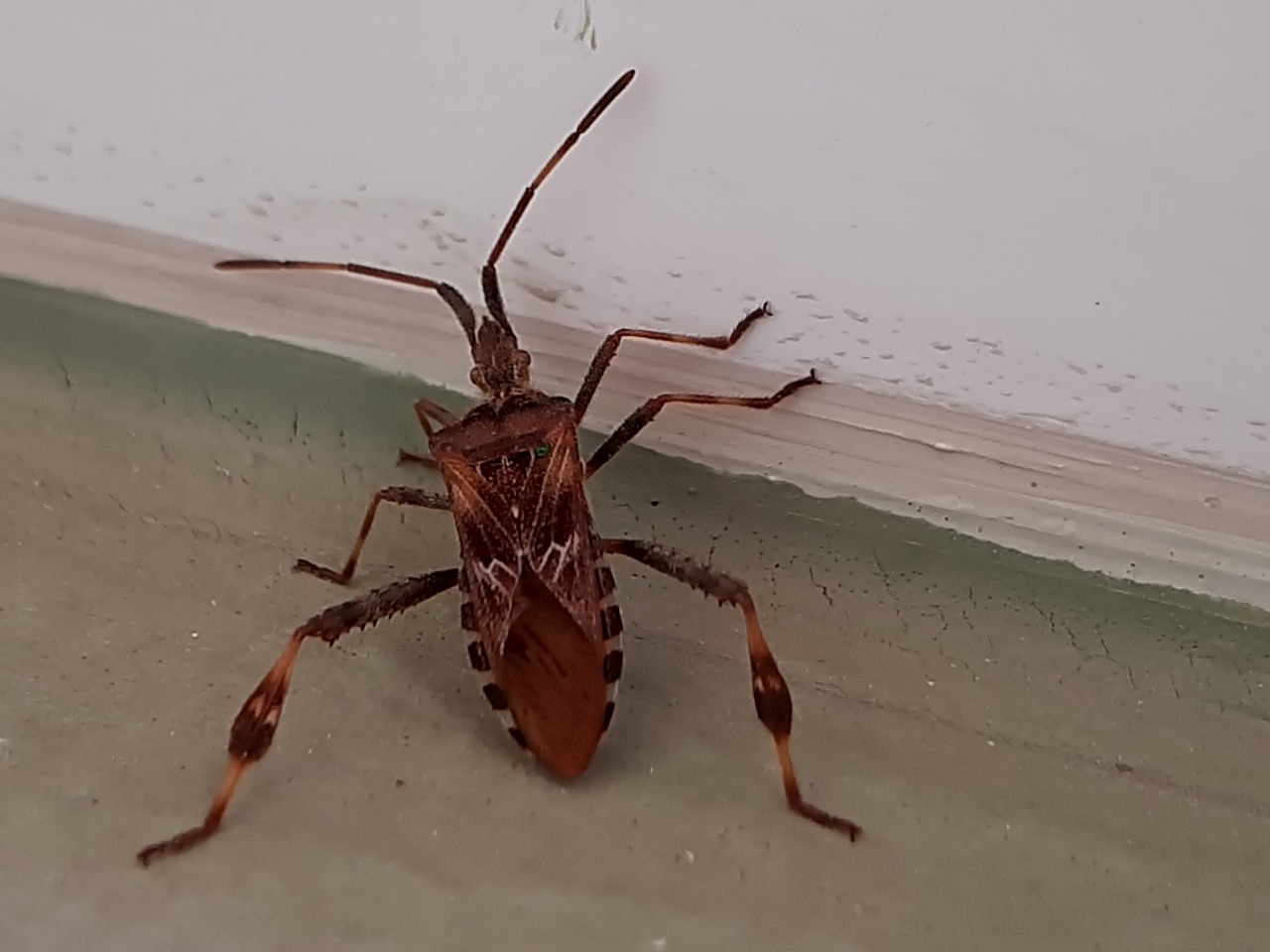 Leptoglossus occidentalis