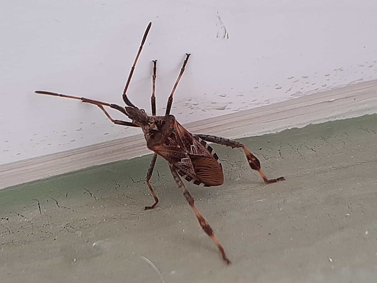 Leptoglossus occidentalis