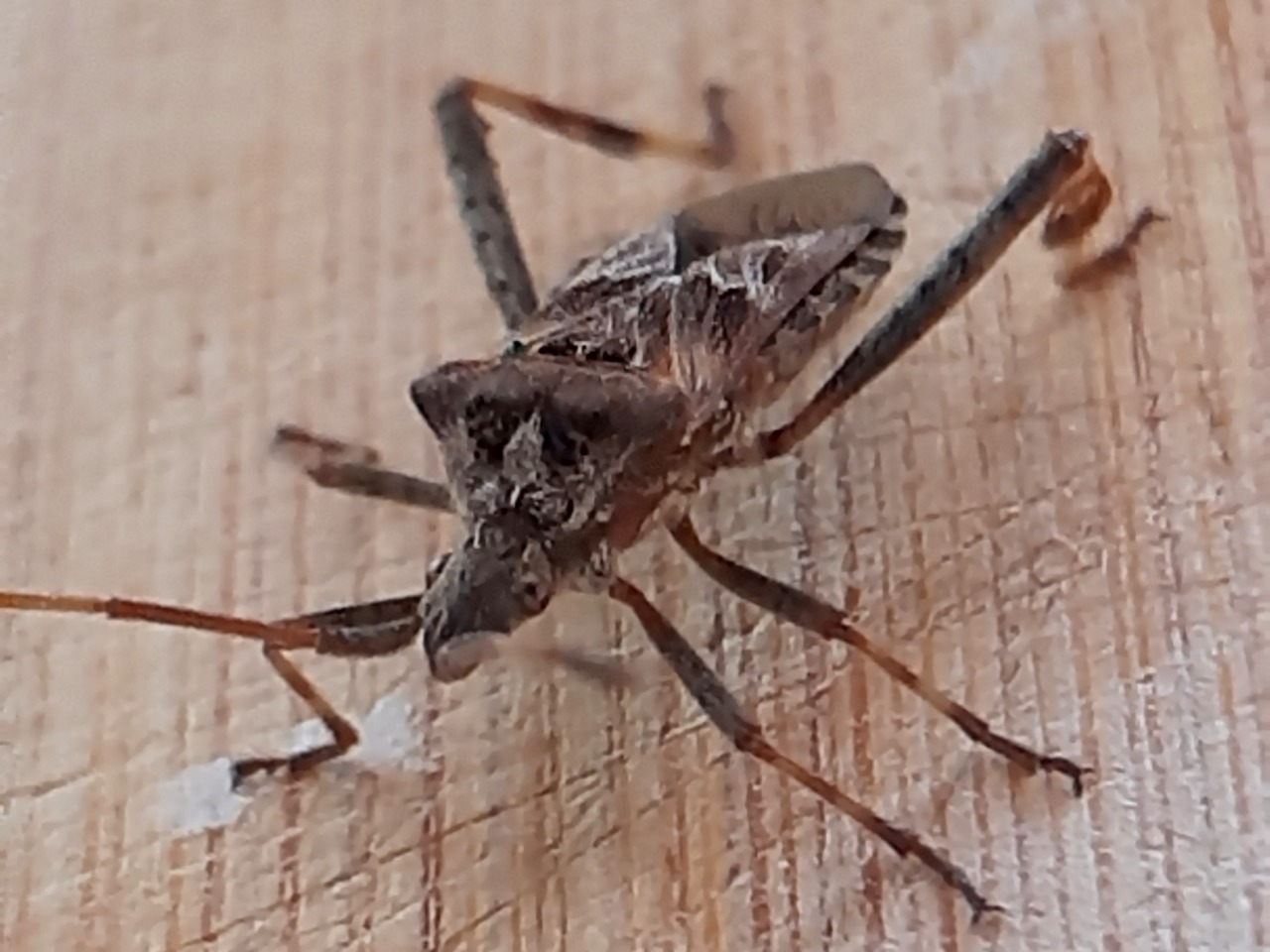 Leptoglossus occidentalis
