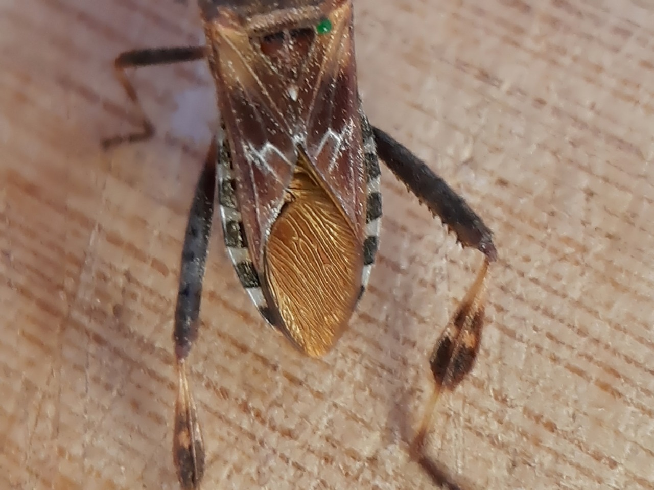 Leptoglossus occidentalis