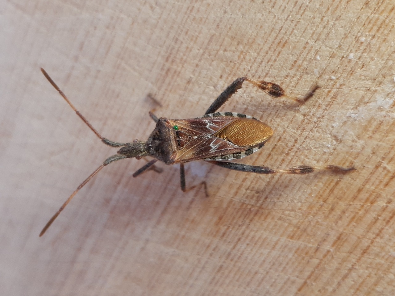 Leptoglossus occidentalis