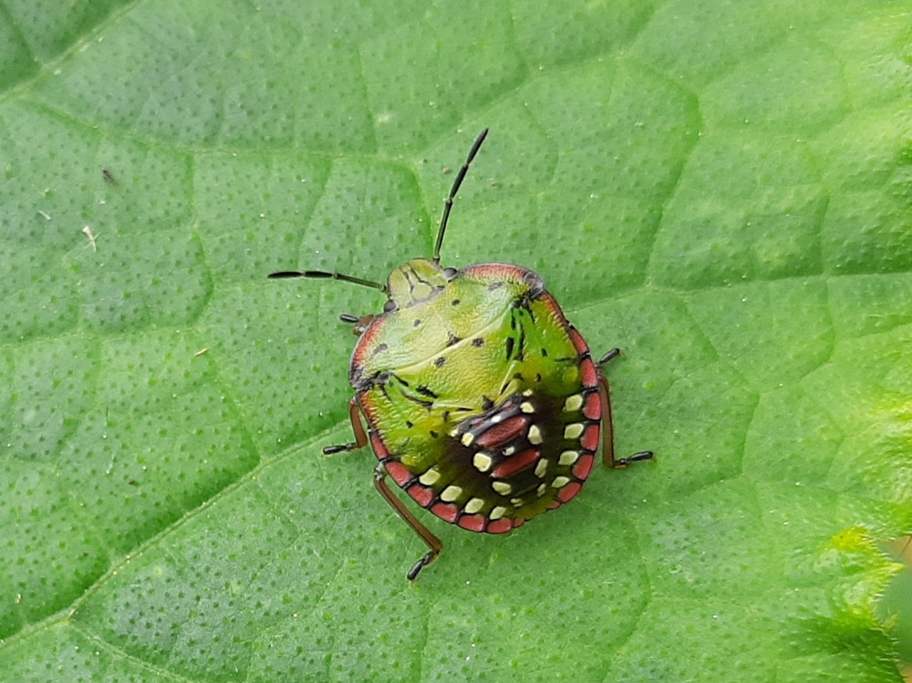 Nezara viridula