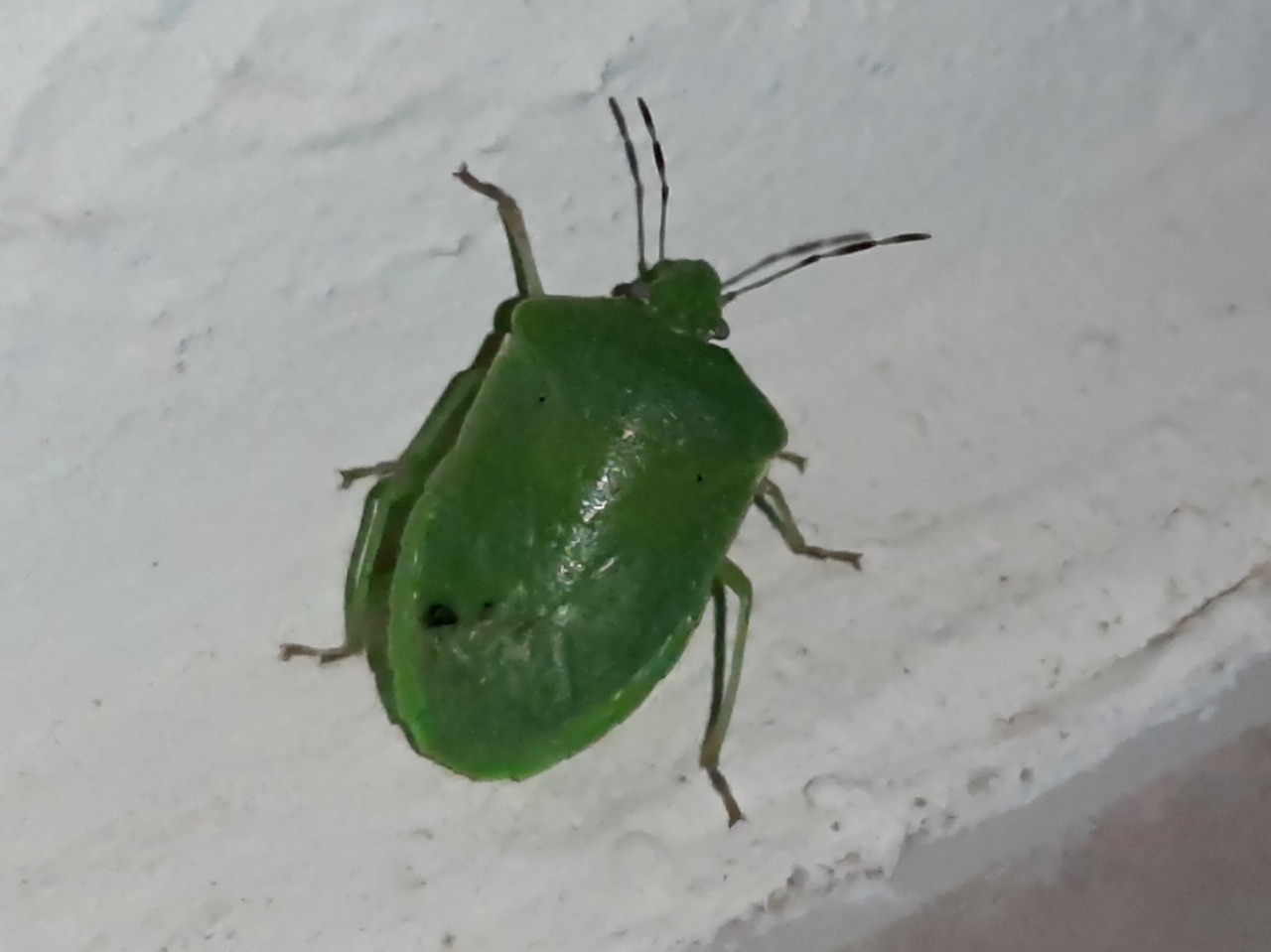 Nezara viridula