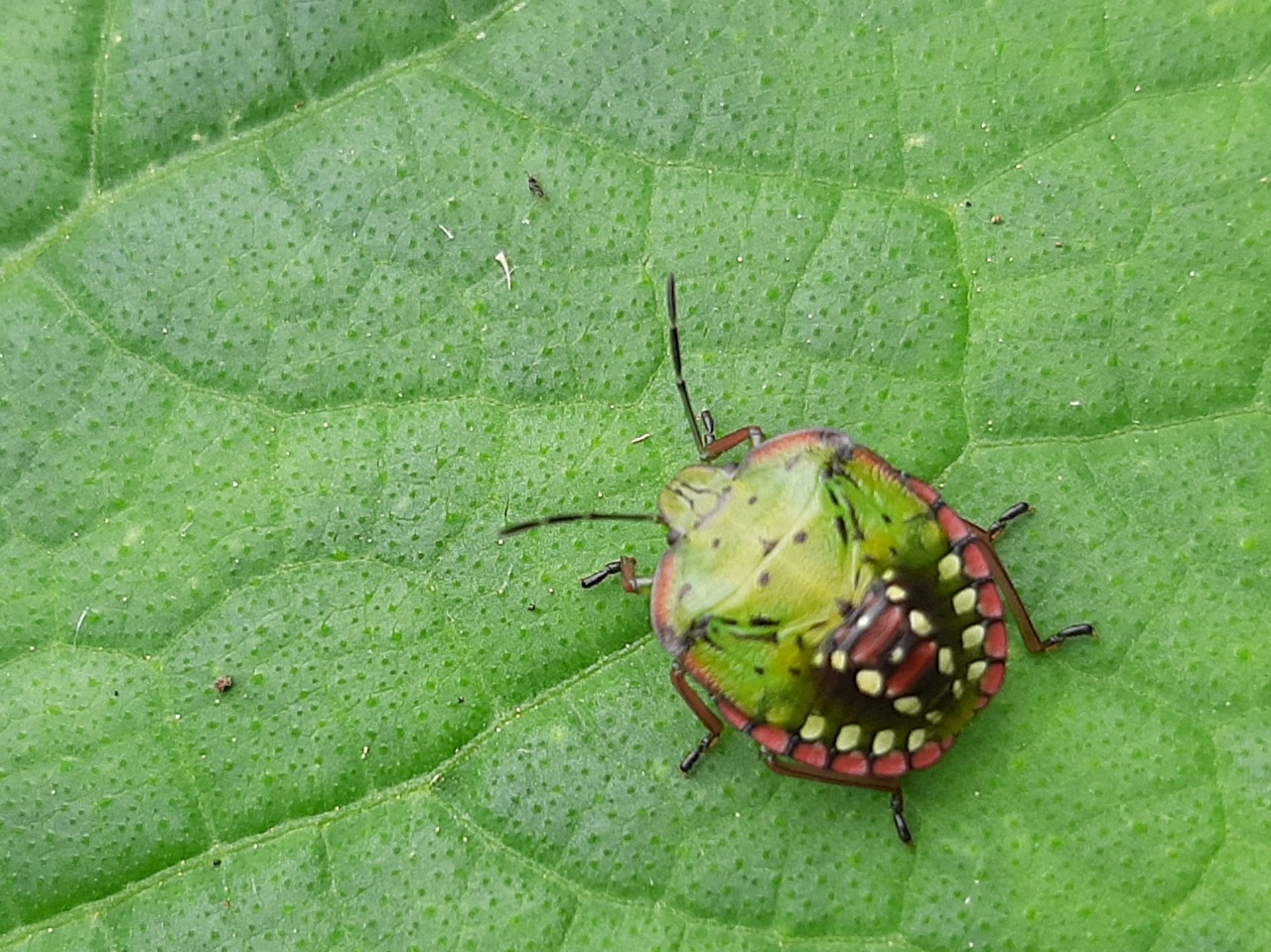 Nezara viridula