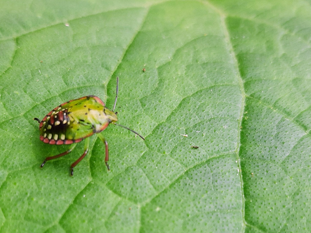 Nezara viridula