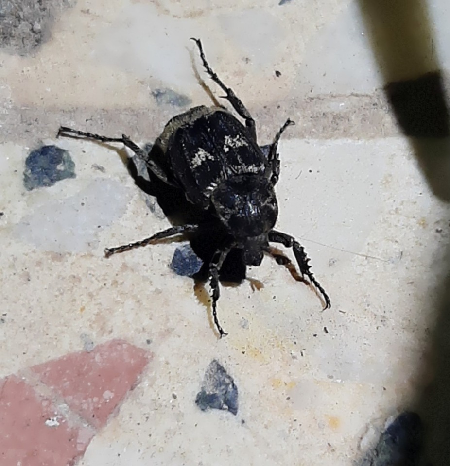 Valgus hemipterus