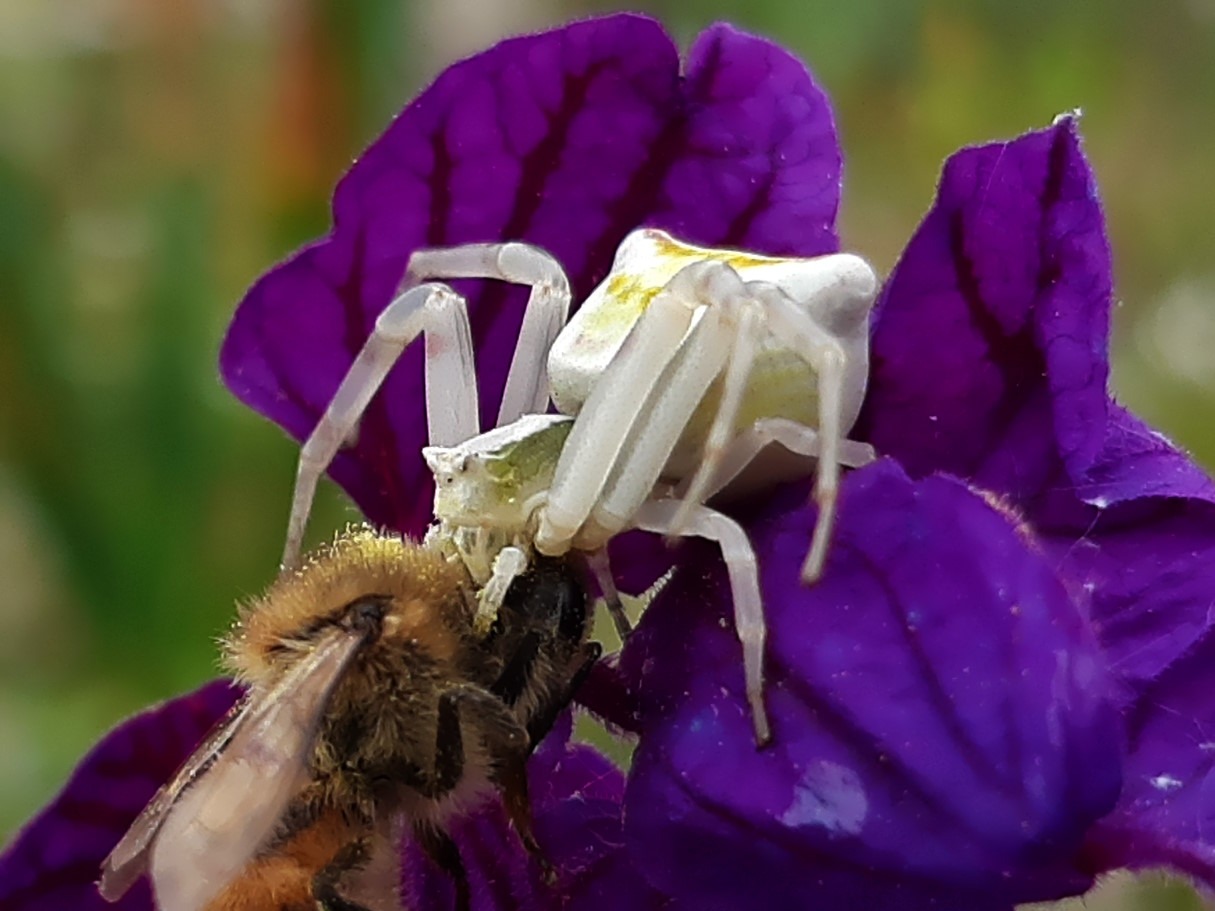 Thomisus sp.