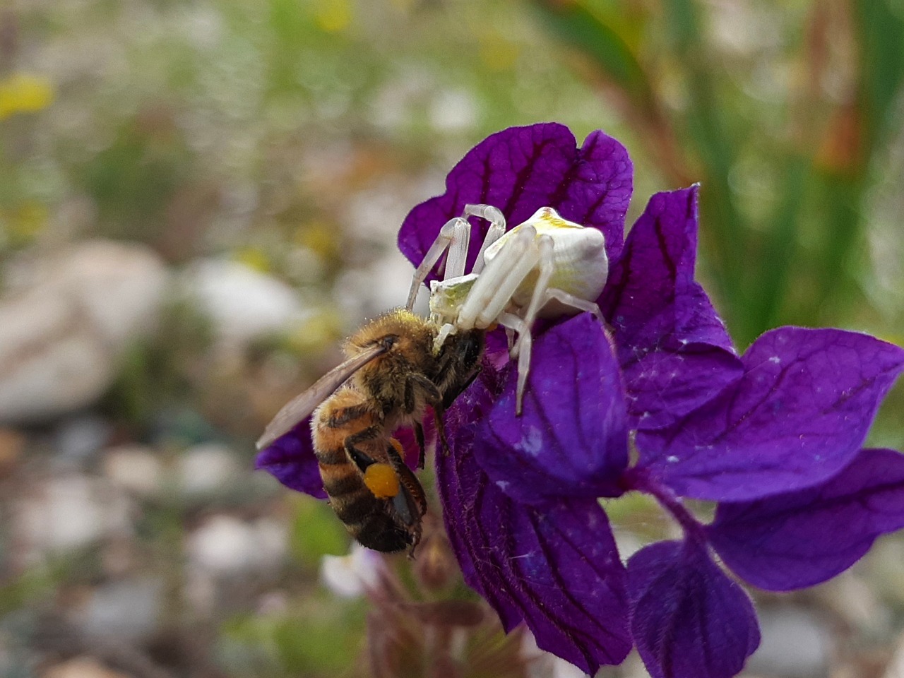 Thomisus sp.