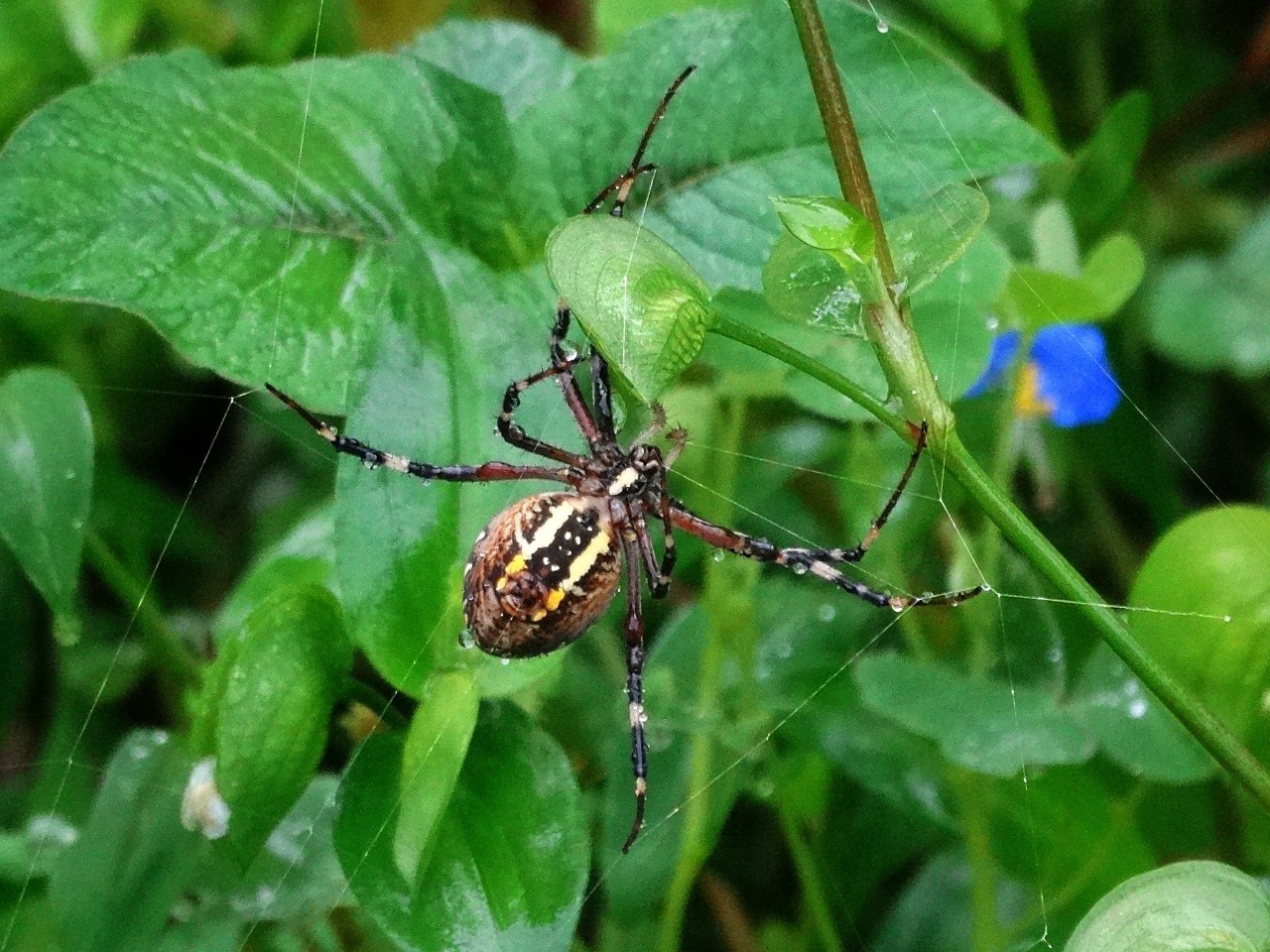 Argiope bruennichi