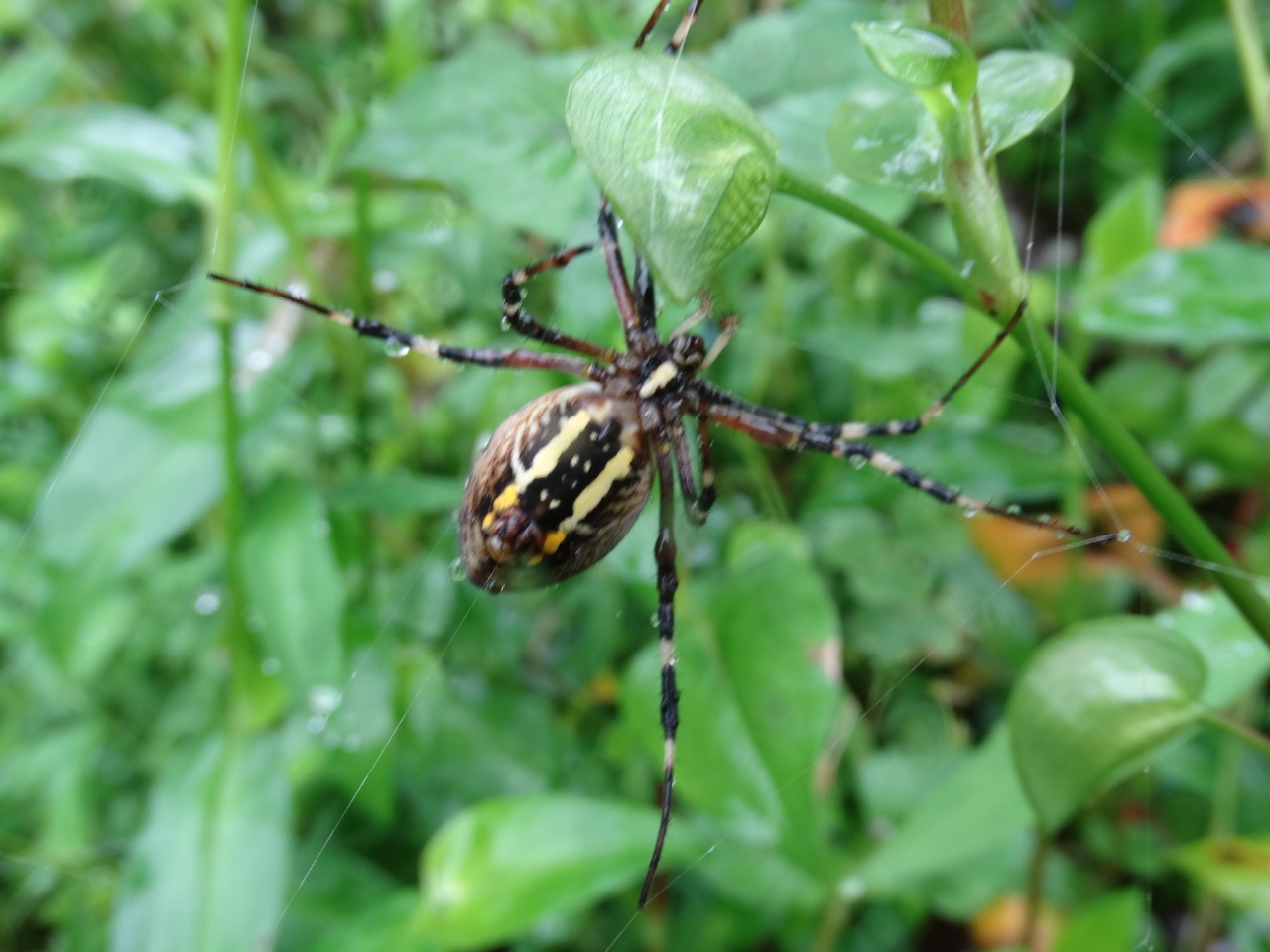 Argiope bruennichi