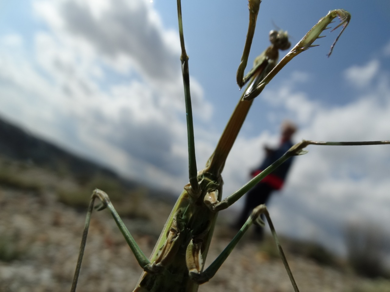 Empusa pennicornis