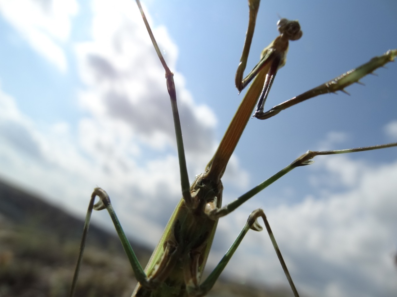 Empusa pennicornis