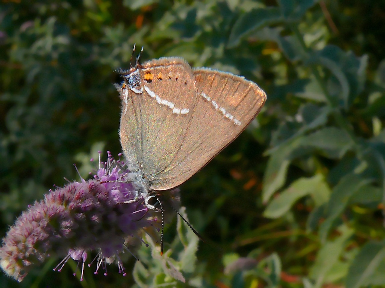 Tuttiola spini