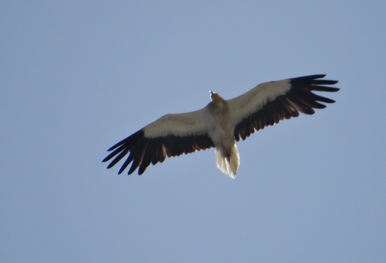 Neophron percnopterus