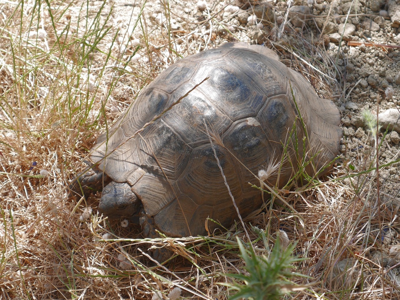 Testudo graeca