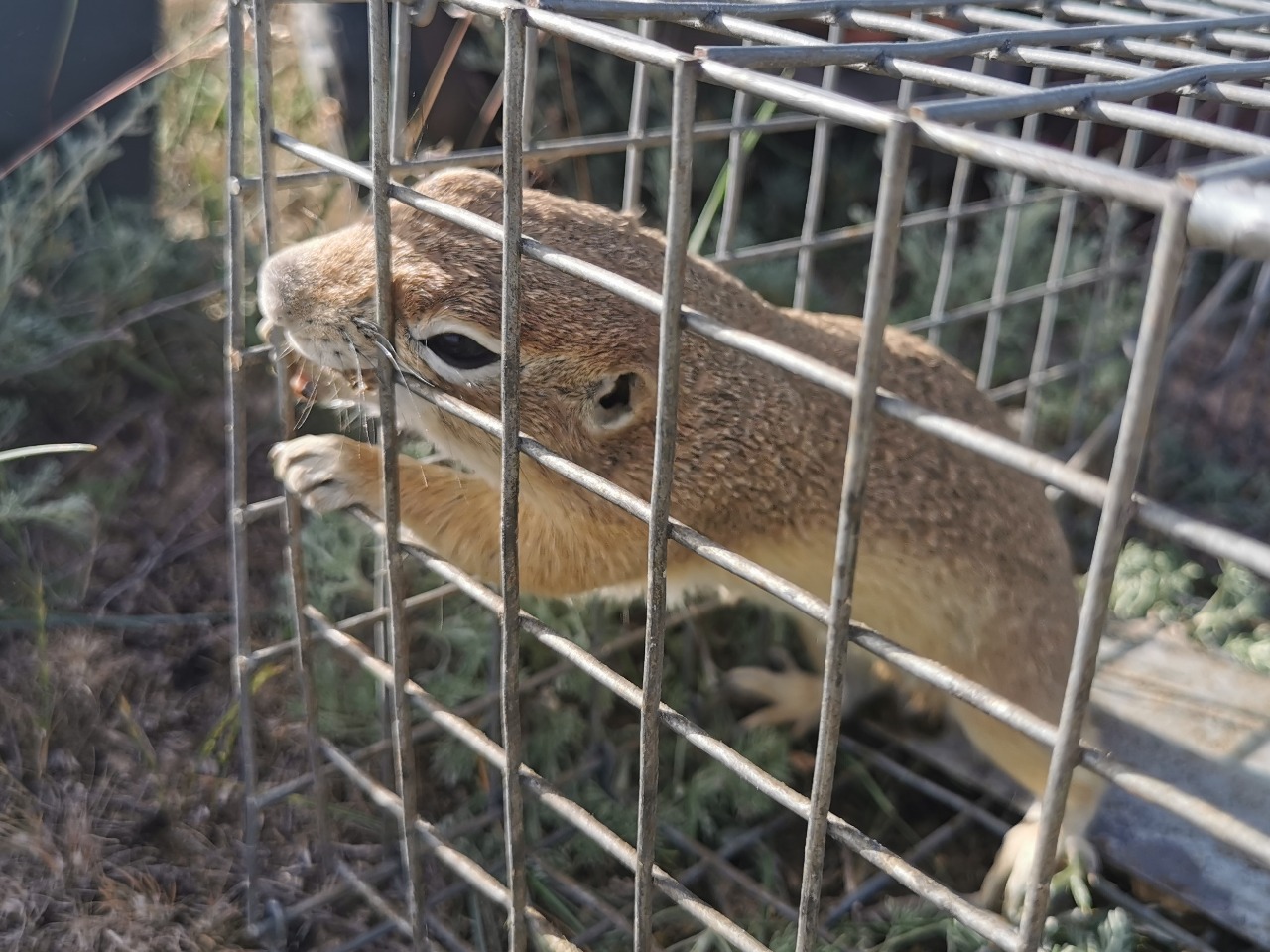 Spermophilus xanthoprymnus