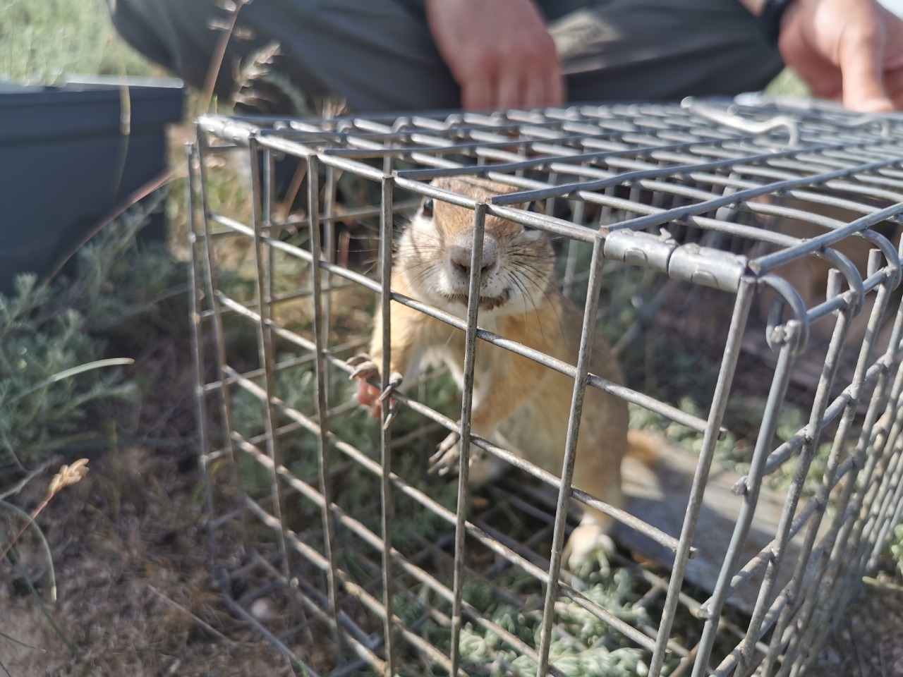 Spermophilus xanthoprymnus