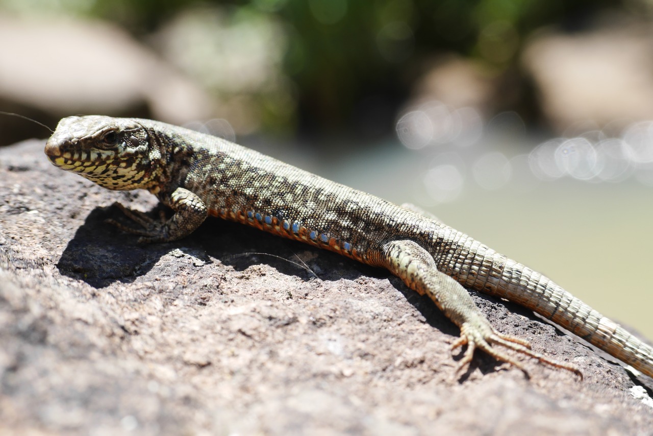 Podarcis muralis