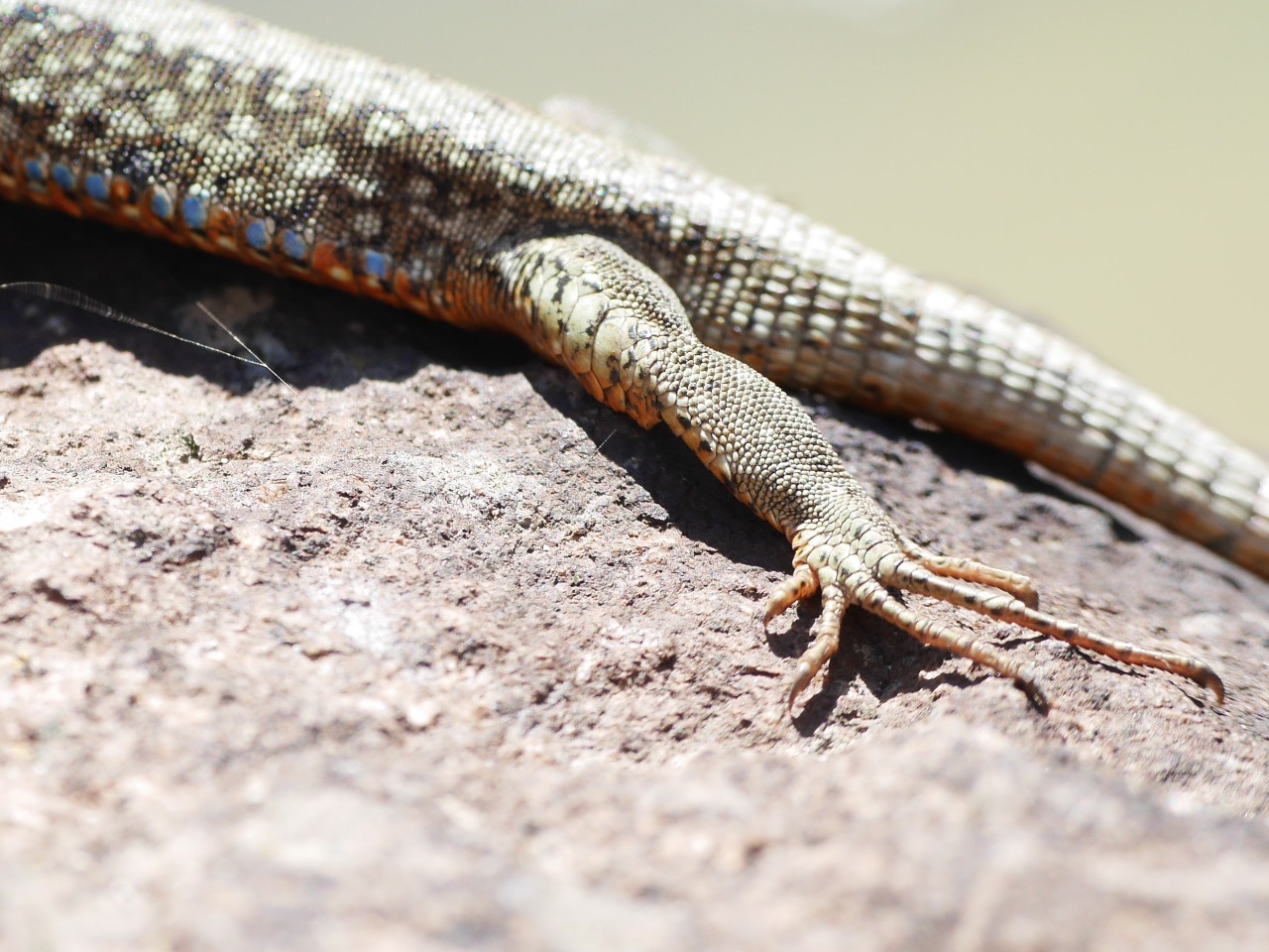 Podarcis muralis