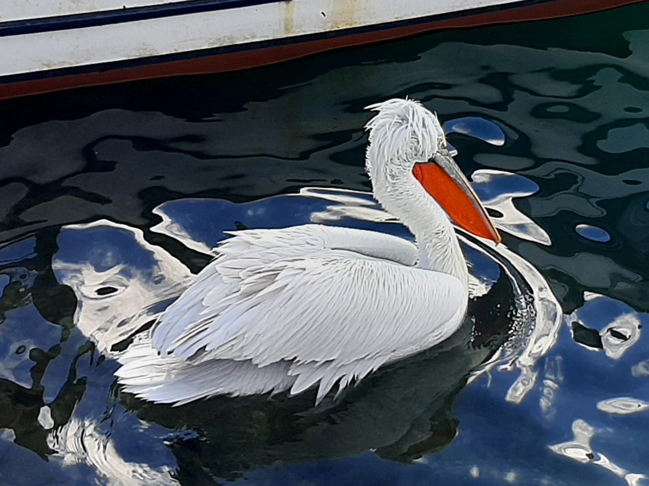 Pelecanus crispus