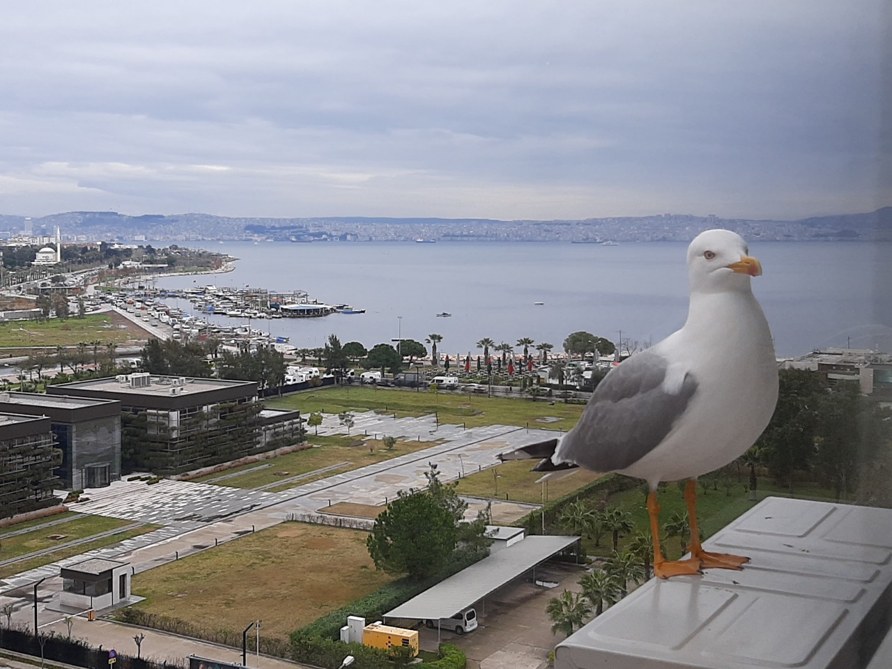 Larus michahellis