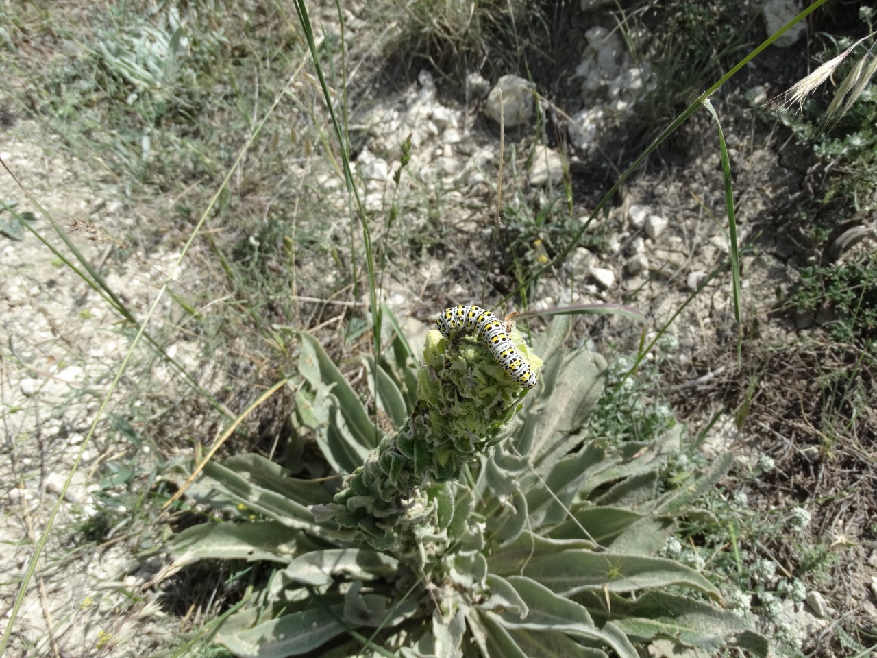 Cucullia verbasci