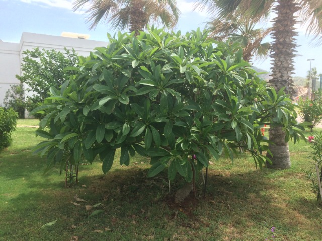 Plumeria obtusa