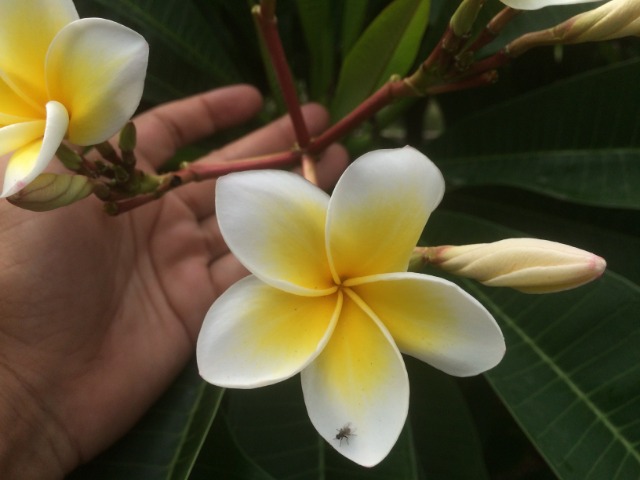 Plumeria obtusa