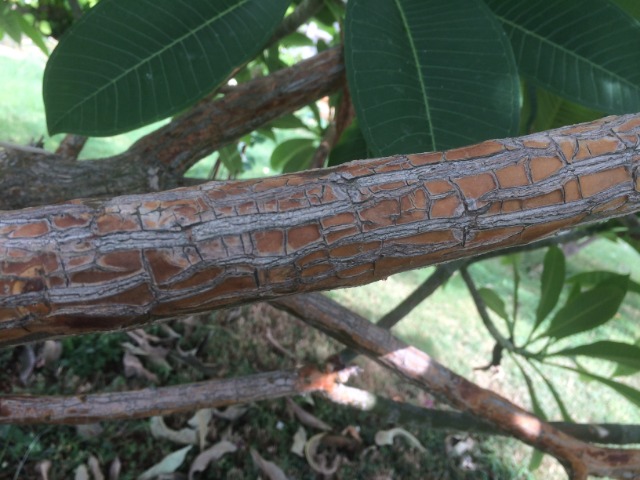 Plumeria obtusa