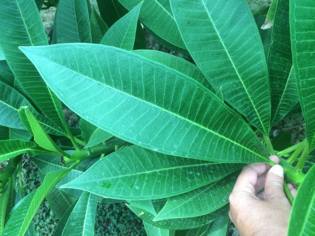 Plumeria obtusa