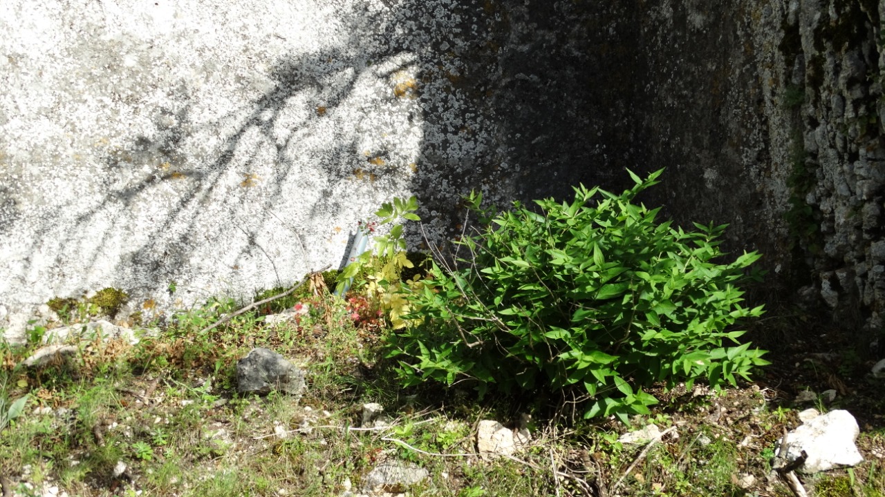Ajuga postii