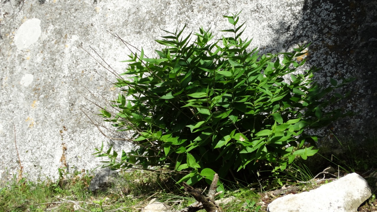 Ajuga postii