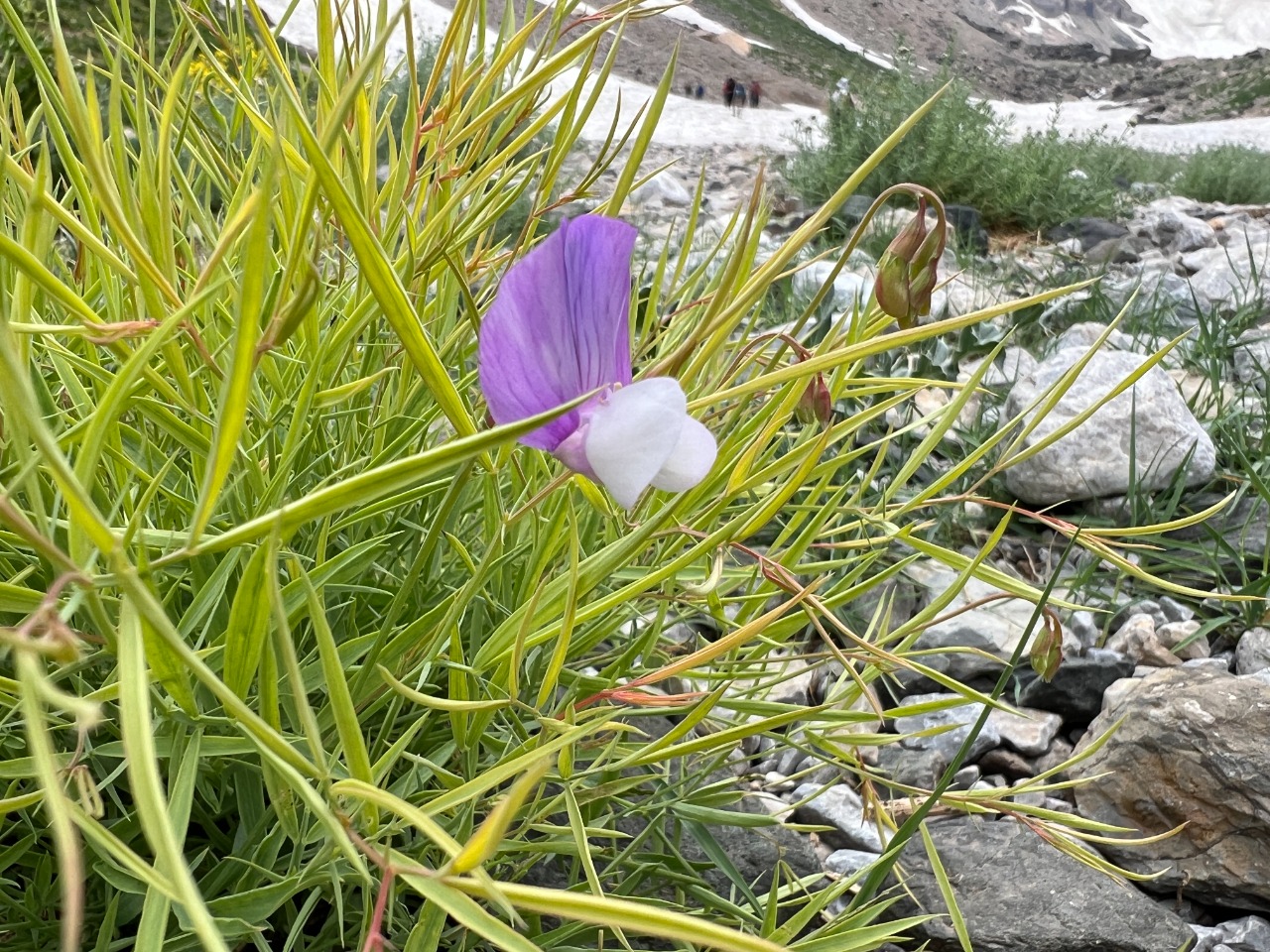 Lathyrus nivalis