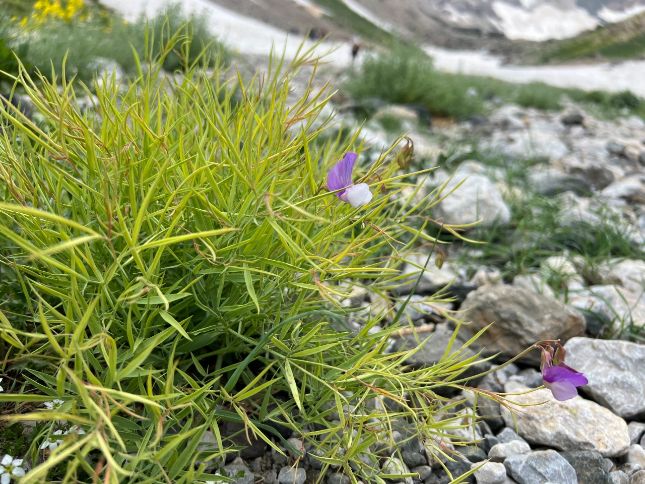 Lathyrus nivalis