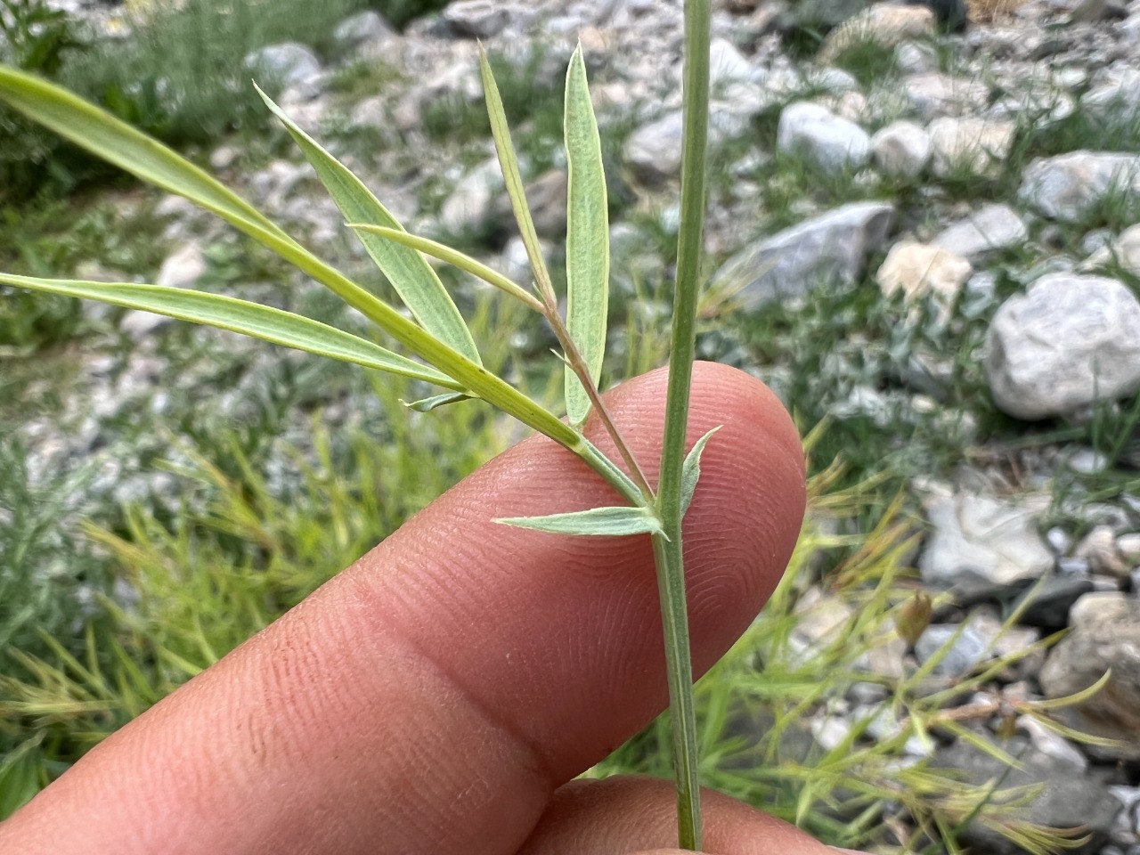 Lathyrus nivalis