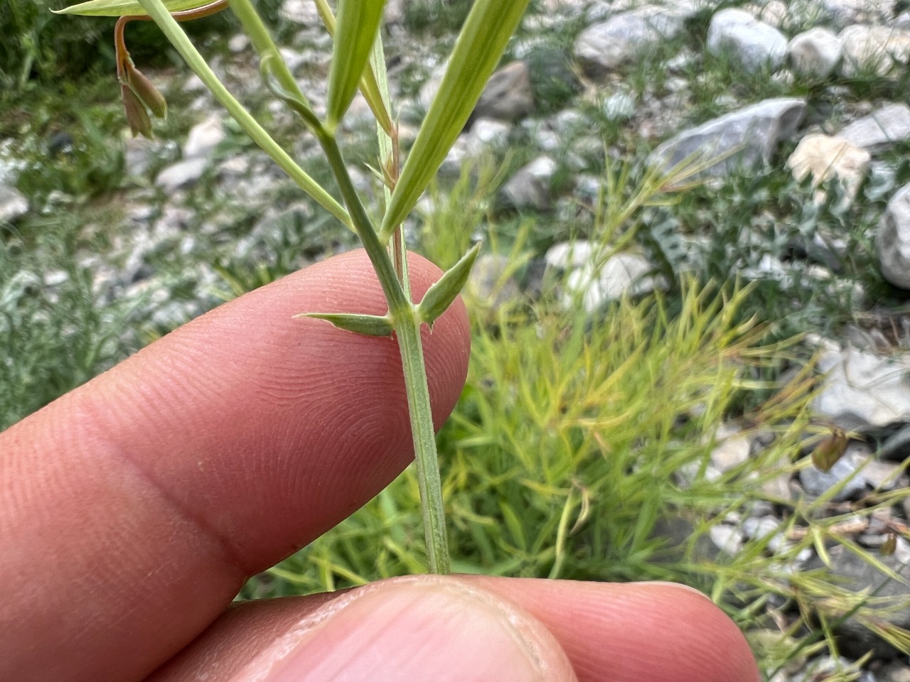 Lathyrus nivalis