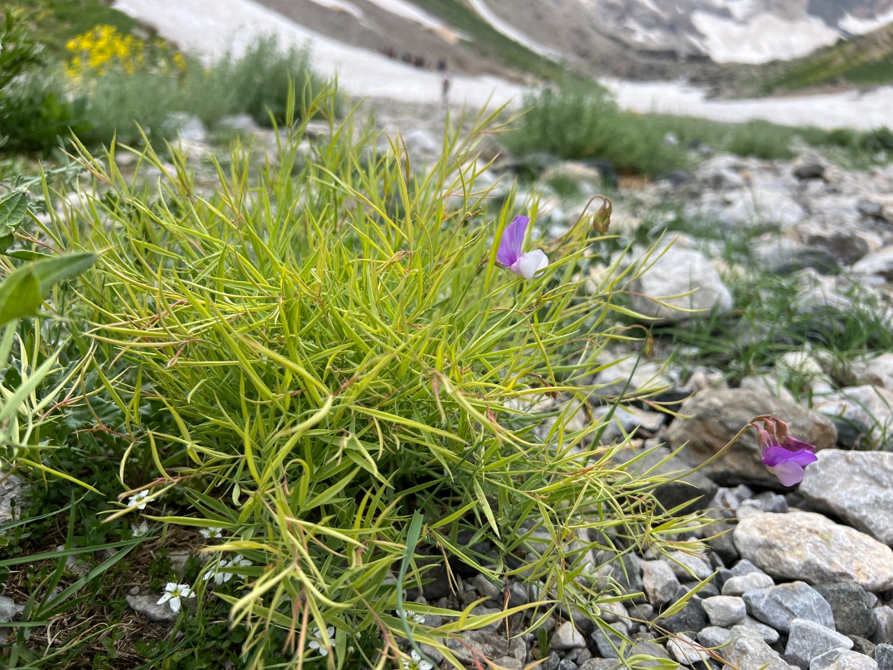 Lathyrus nivalis