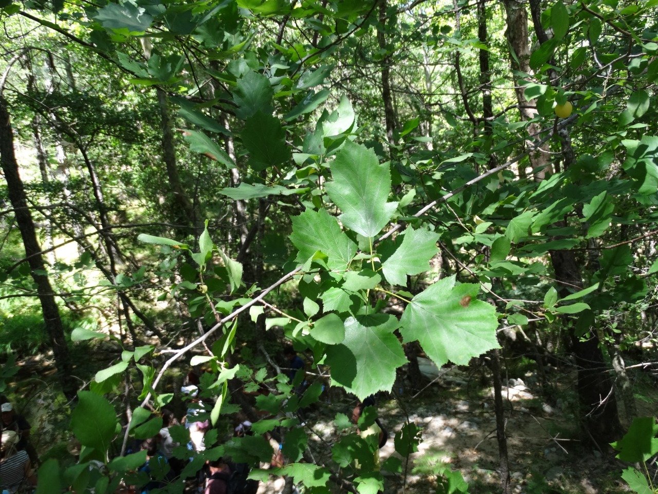 Torminalis glaberrima