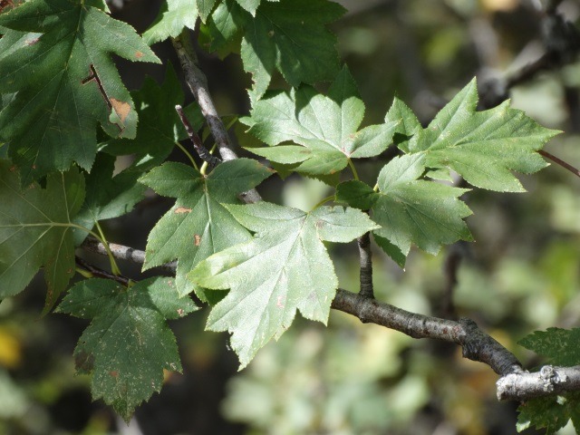 Torminalis glaberrima