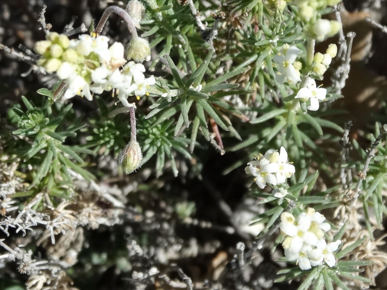 Galium incanum