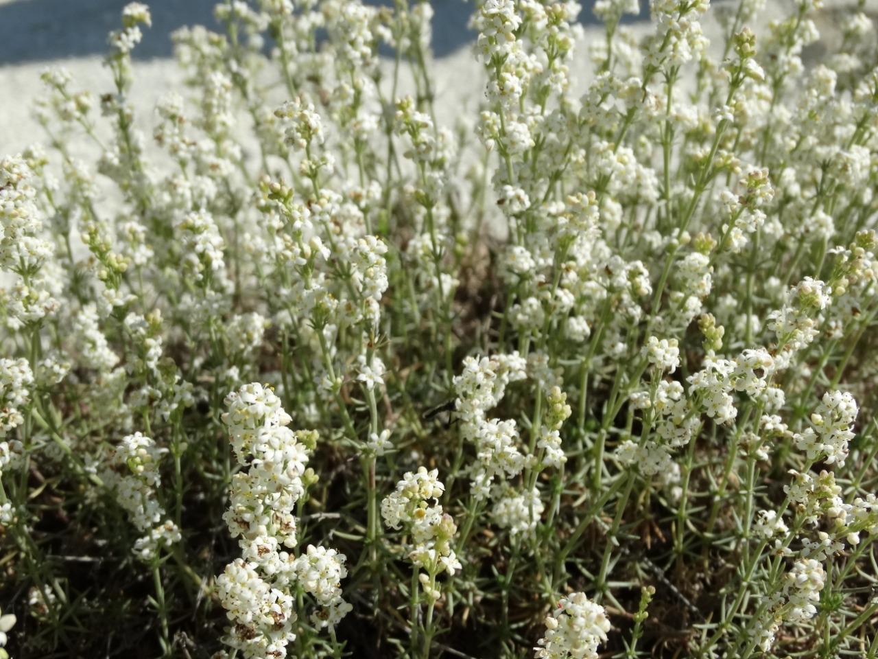 Galium incanum