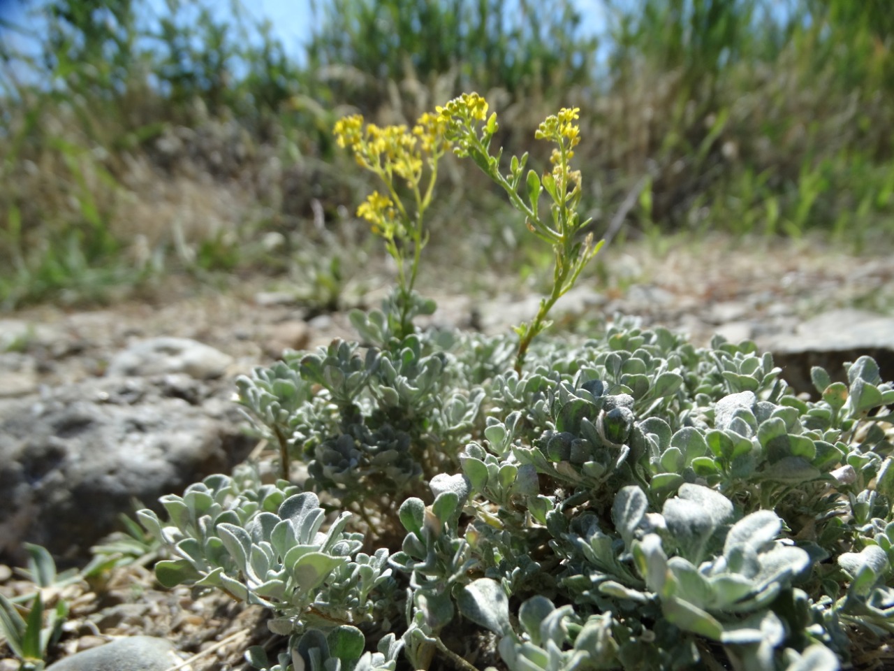 Alyssum cypricum