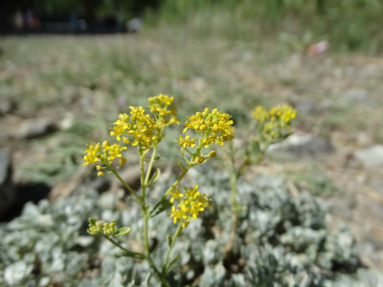 Alyssum cypricum